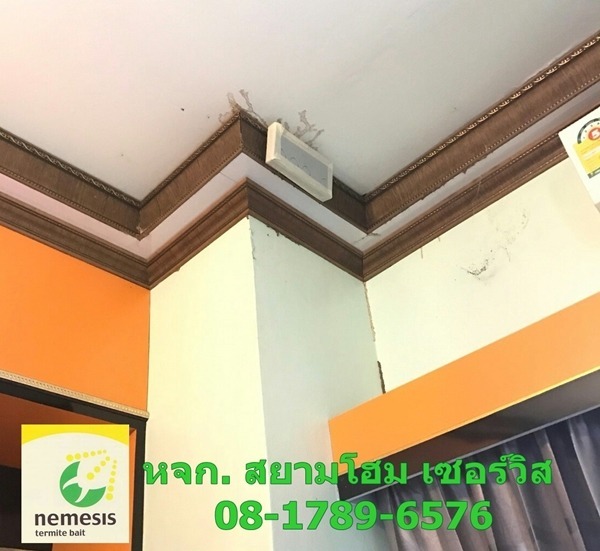 ปลวกขึ้นบ้าน โคราช